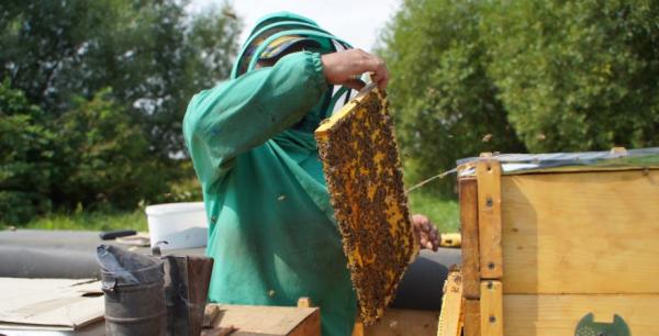 Гуртова ціна меду майже в 4 рази нижча за роздрібну — пасічник