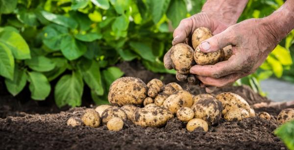 Ціна картоплі може зрости до 40 грн/кг — прогноз