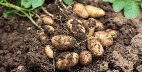 Торік в Україні зареєстрували 23 нових сорти картоплі