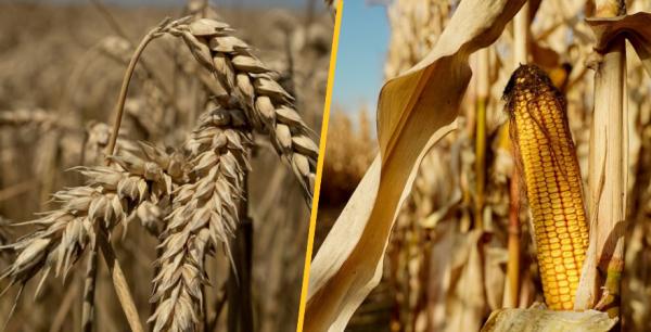 Аналітики USDA оновили прогнози щодо врожаю пшениці та кукурудзи у сезоні 2023/24