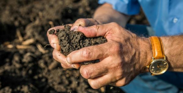 В Україні посилюється повітряно-ґрунтова посуха  — агрометеорологи