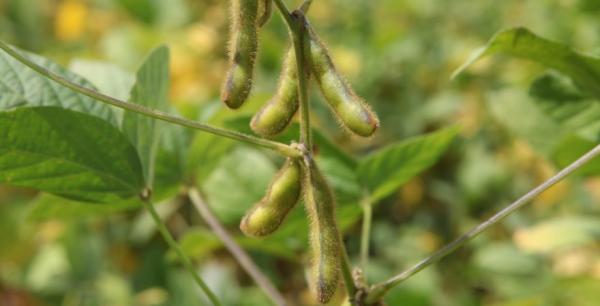 Європарламент відтермінував впровадження EUDR на рік
