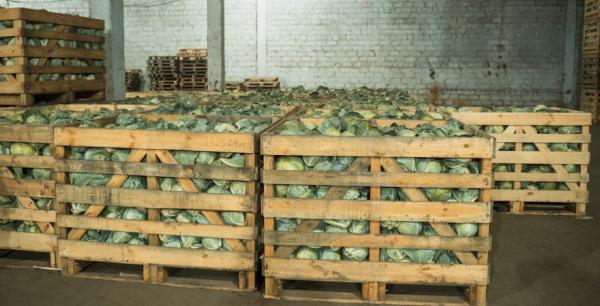 Фермерам нададуть гранти на будівництво сховищ для овочів і фруктів