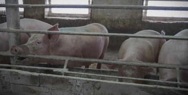 Ціни на живих свиней стабілізувались
