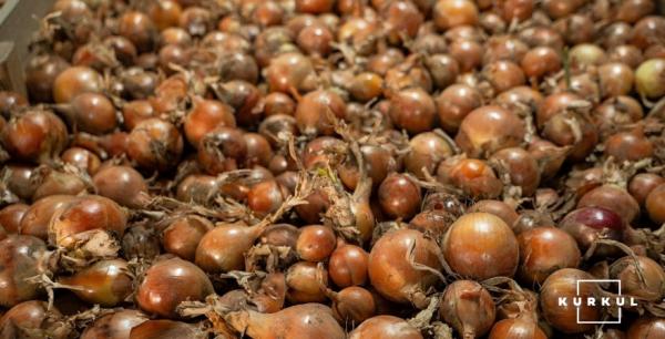 Фермери масштабують виробництво озимої цибулі для експорту в ЄС