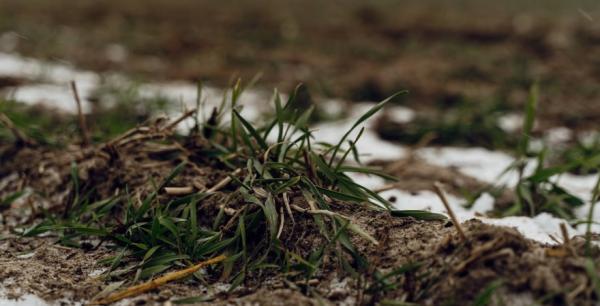 В частині регіонів озимі культури потребуватимуть пересіву — Висоцький