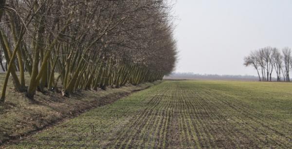 Від одного паю до 900 га: фермер з Кіровоградщини зробив ставку на купівлю землі
