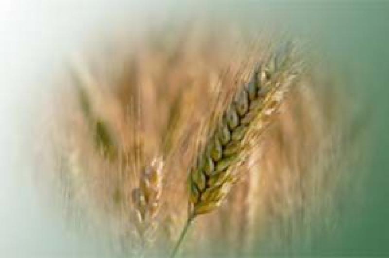 На Харківщині планують зібрати 4 млн т зерна