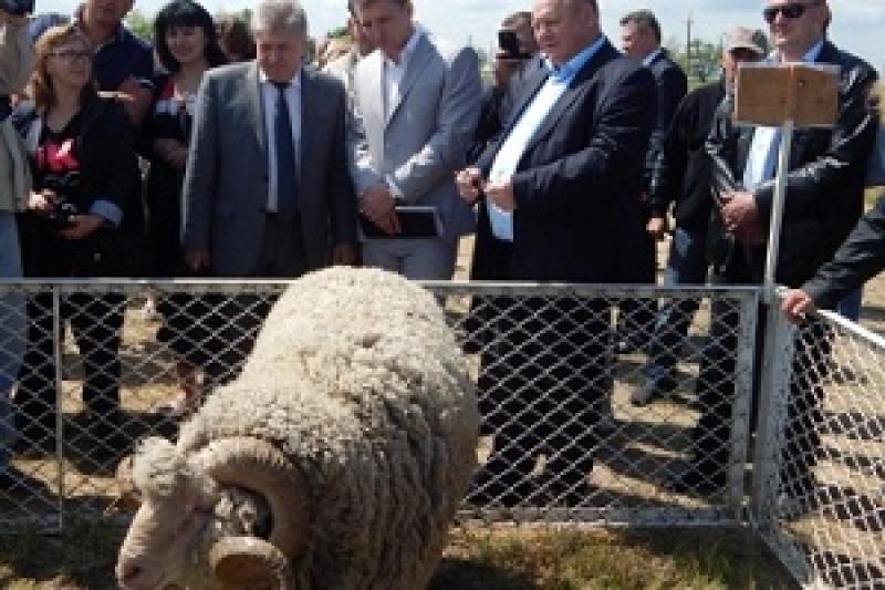 Мінагропрод надасть державну підтримку галузі вівчарства