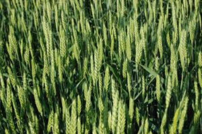 У Кіровоградській області планується зібрати 3 млн т зернових