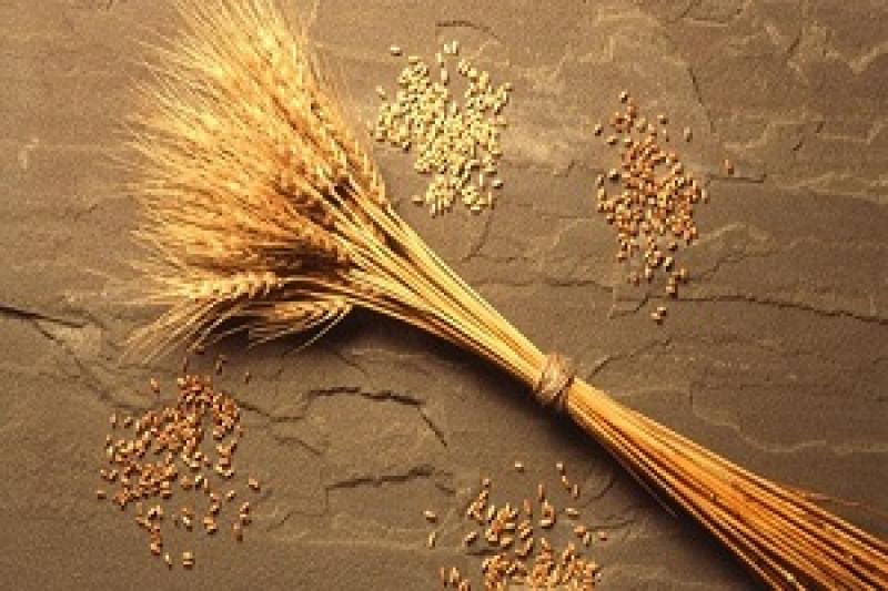 Експорт пшениці в ЄС покриє річну квоту України