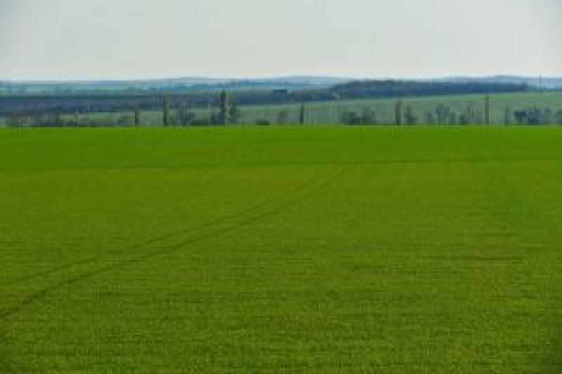 На Харківщині ярими зерновими засіяно 92%  площ