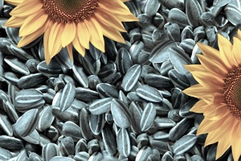Правоохоронці затримали контрабандне насіння соняшнику вагою 25 т