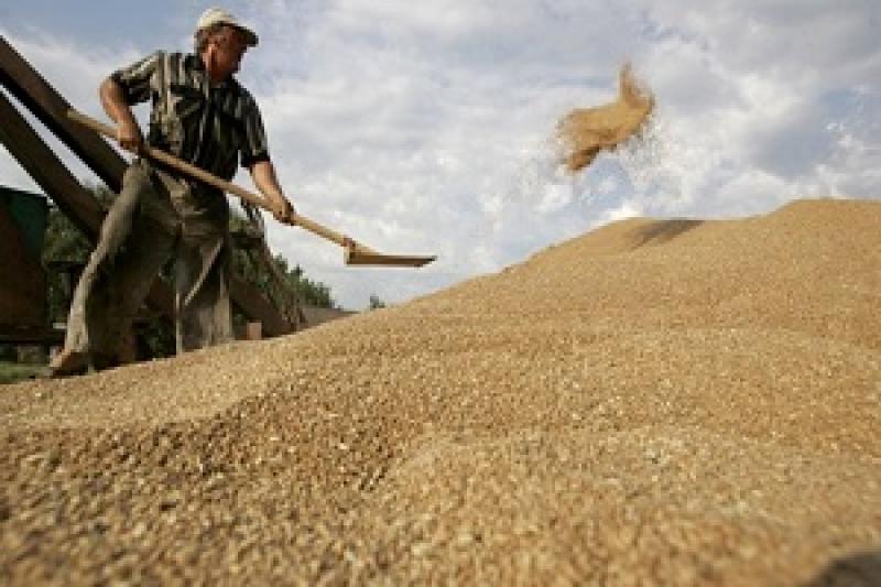 Аграрії продаватимуть чверть урожаю пшениці — прогноз