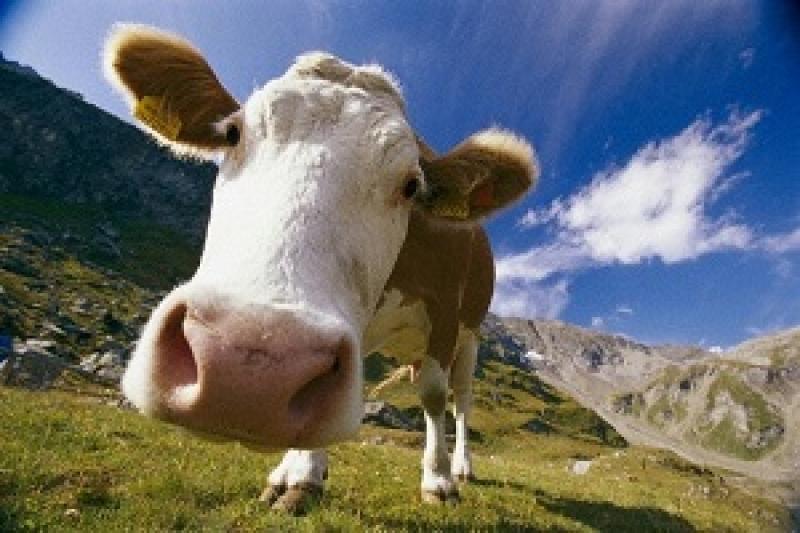 Займатись молочним скотарством в Україні вкрай тяжко — думка