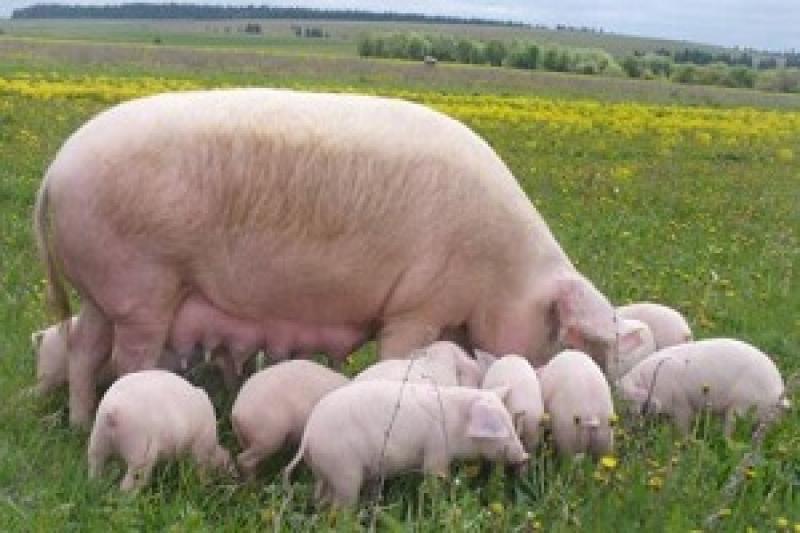 Для експорту свинини в ЭС потрібно реорганізувати Держветфітослужбу — есперт