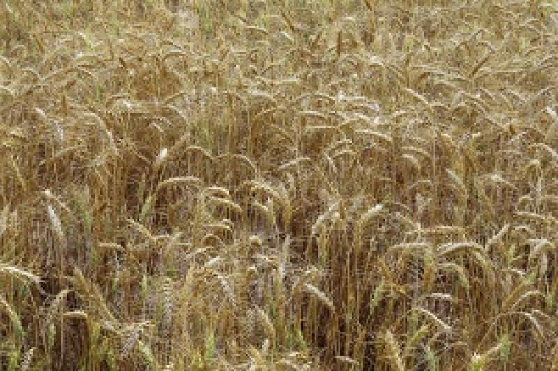 На Кіровоградщині посіяно менше зернових