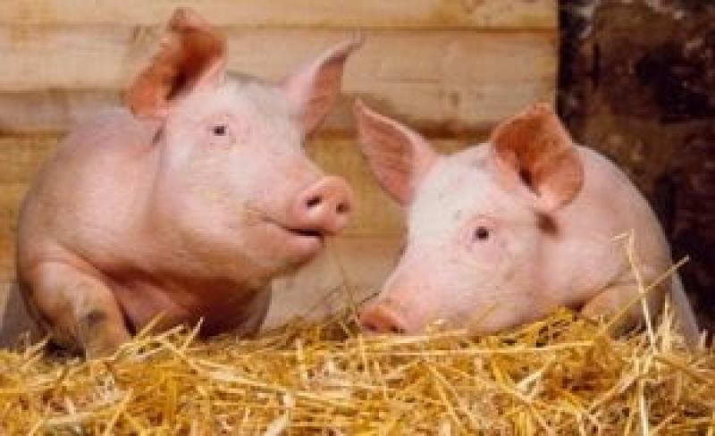 Українські виробники реалізували 487,9 тис. т свинини
