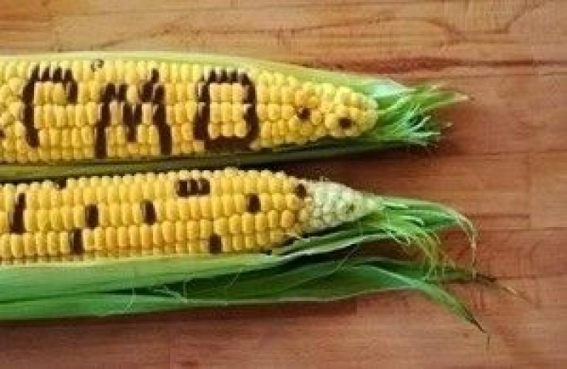 ГМО реєструватимуть за спрощеню процедурою