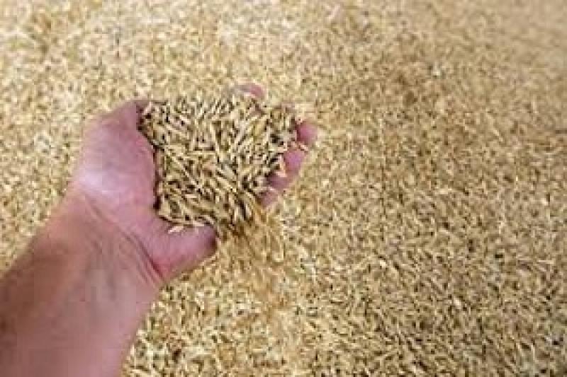 На Полтавщині зберуть на 21,4% більше ранніх зернових