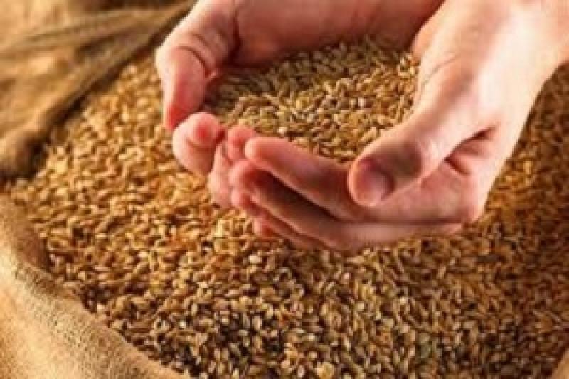 В Україні зберуть 60 млн т зерна — прогноз