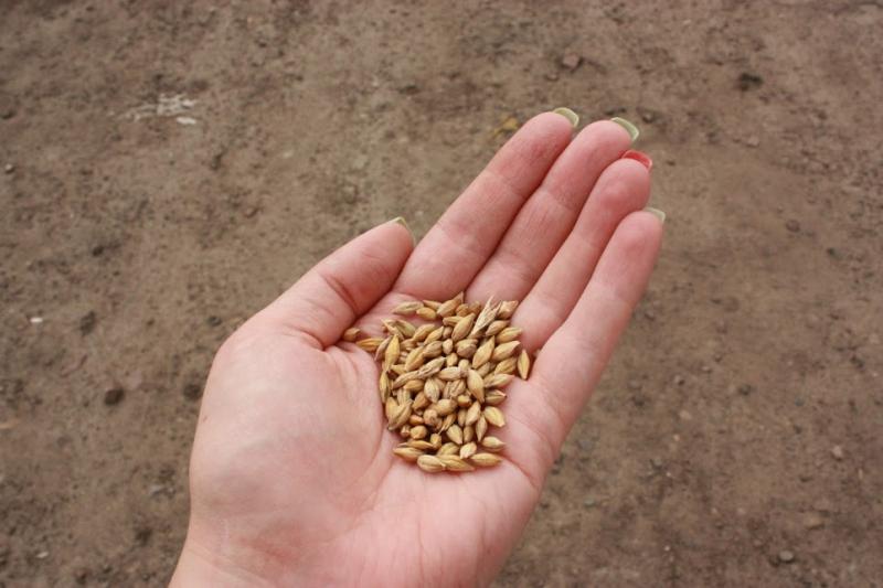 Аграрії намолотили 280,4 тис. т зерна