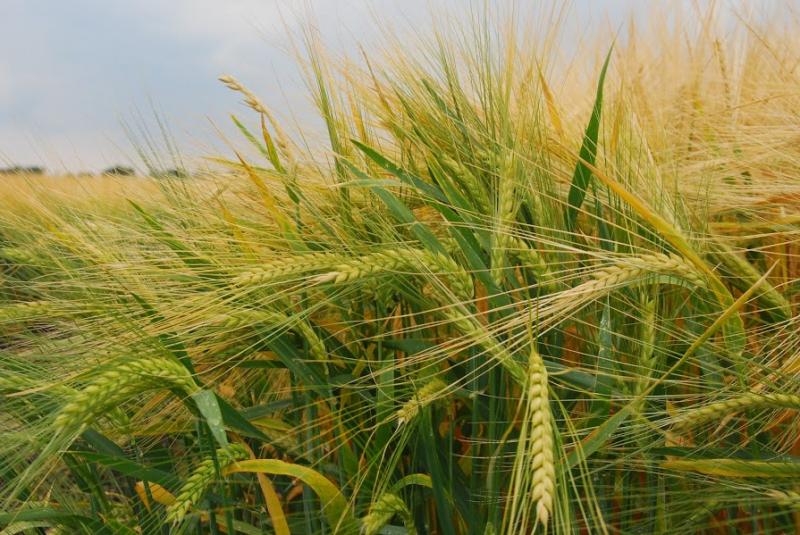 В Україні зібрали 2,48 млн т зерна