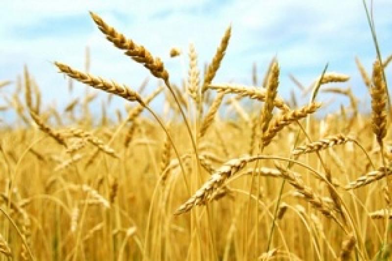 Україна зібрала перший мільйон зерна