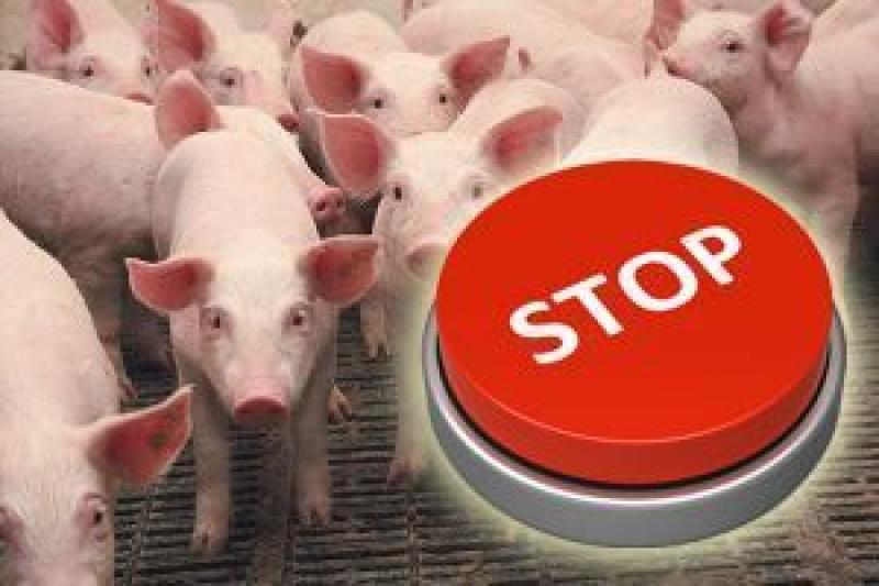 В Київській області на АЧС захворіла свійська свиня