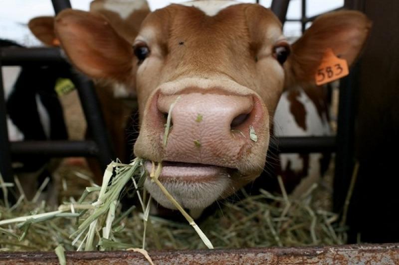 Депутати відродять дотації виробникам молока та м'яса