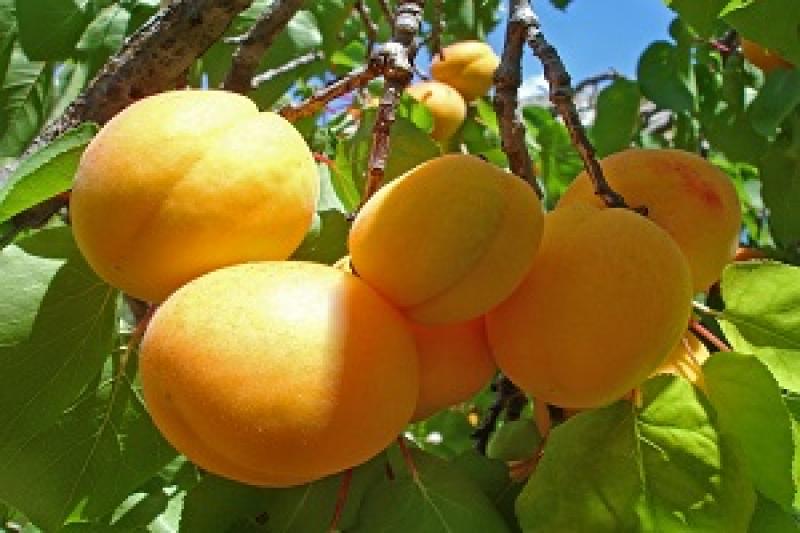 Урожай абрикосів найнижчий за всю історію незалежності
