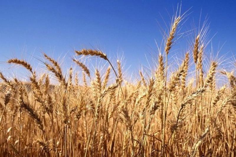 Україна скоротила агровиробництво на 10%