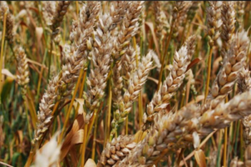 В Україні намолочено 8,7 млн т зерна