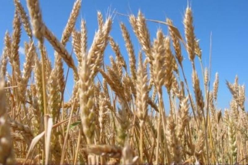 В Україні намолотили 5,6 млн т пшениці