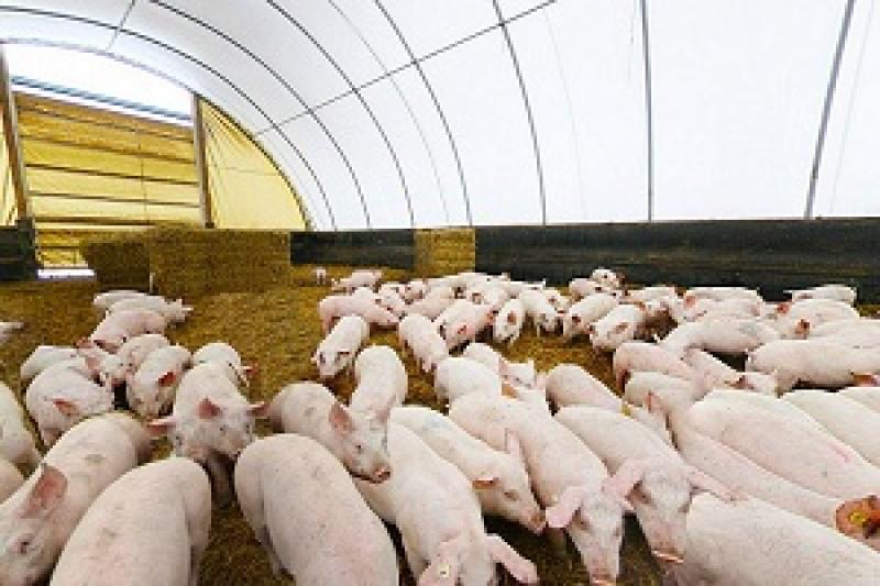 На Чернігівщині АЧС продовжує косити домашніх свиней