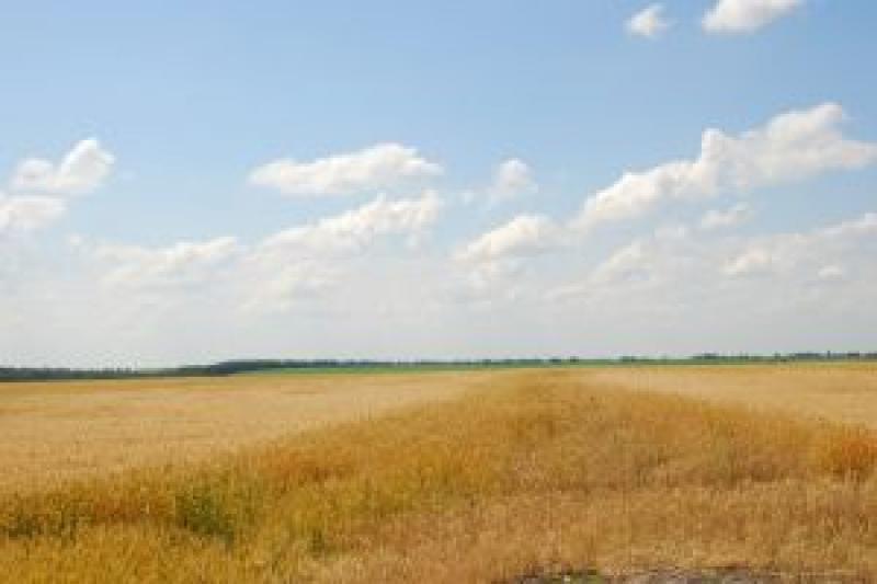 Миколаївщина скоротила виробництво сільгоспродукції на 42%