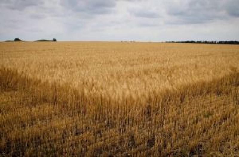 Аграрії Дніпропетровщини намолотили 1 млн т зерна
