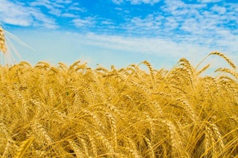 Україна диктуватиме свої умови на світових аграрних ринках — думка
