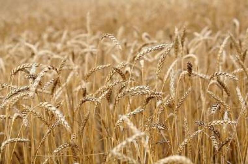На Харківщині зібрали майже 1 млн т зернових