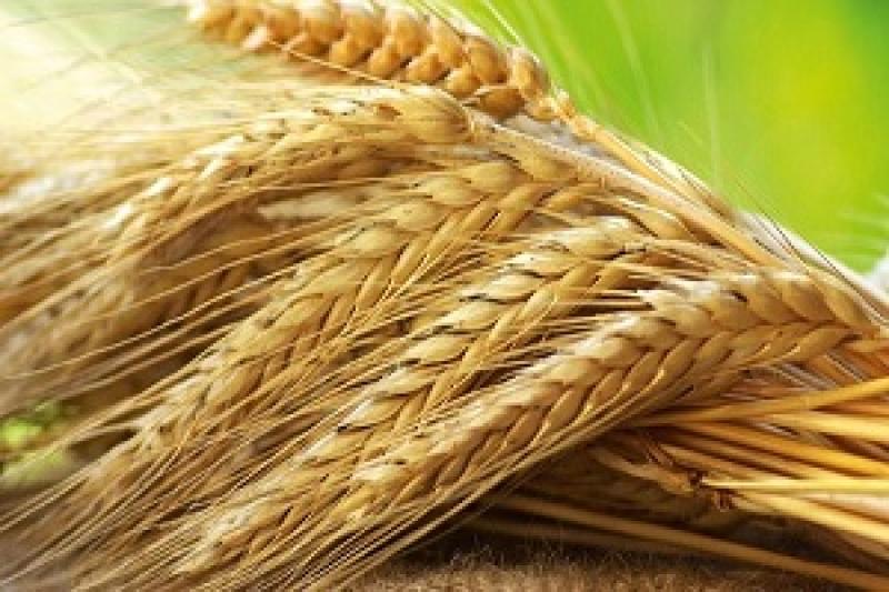 На Полтавщині цьогоріч ранніх зернових вродило на 3% більше