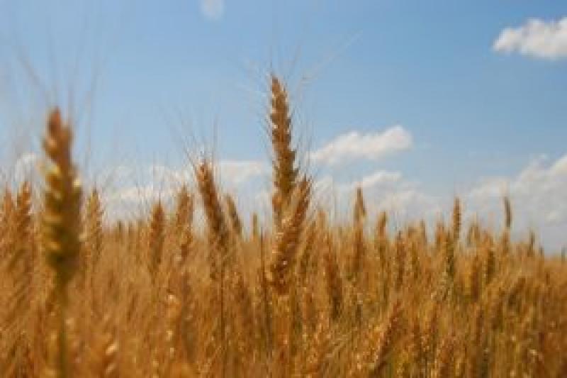 Намолочено 13,5 млн т зерна нового врожаю — Мінагропрод