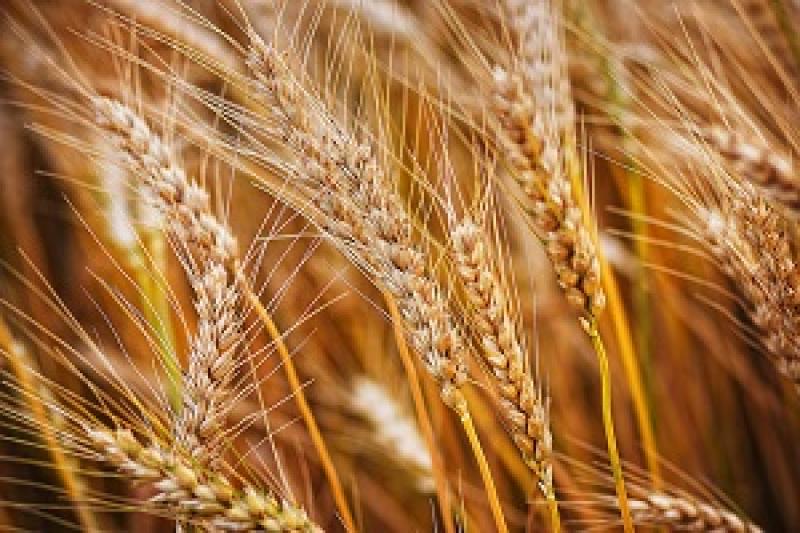 Озимі пшениця, ячмінь та жито переважно достигли — Укргідрометеоцентр