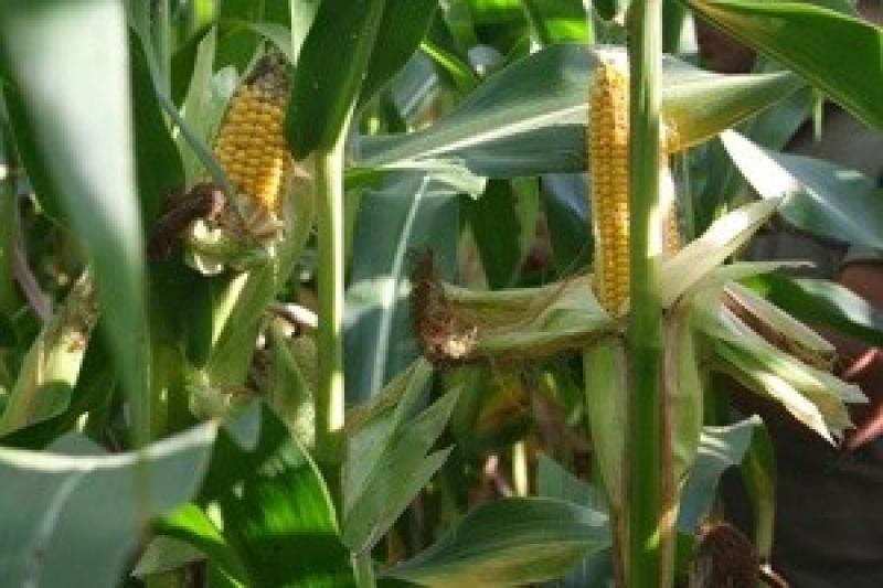 Урожай зернових підвищить кукурудза — Адаменко