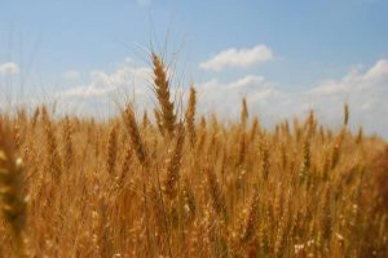 Аграрії Донеччини намолотили 1 млн т зерна – Топчій