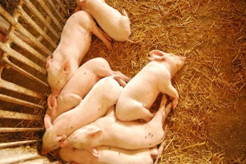 Ціни на м’ясо свиней будуть стабільними — Лоза