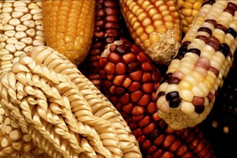 Спека може знизити врожай кукурудзи