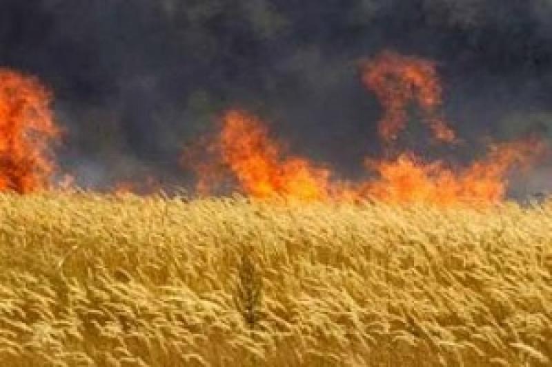На Житомирщині згоріло 80 га пшениці