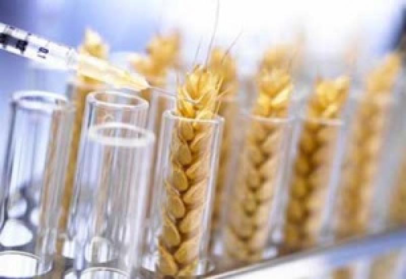 Вирощування ГМО в Шотландії можуть заборонити