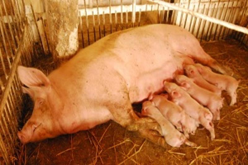 У Калиті ліквідовано всіх свиней