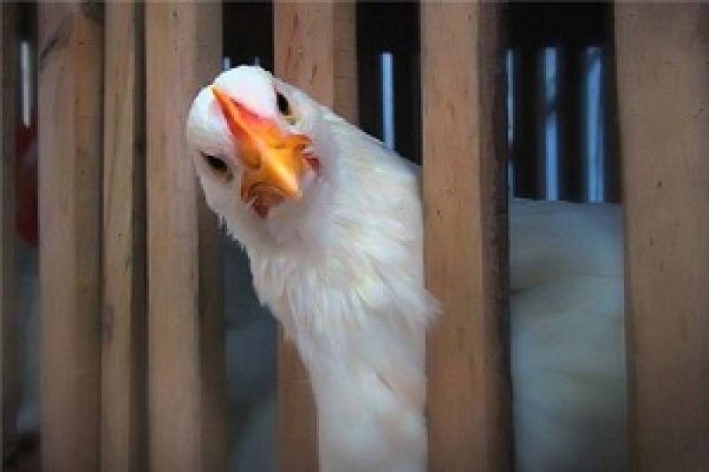 Мобі захищає птахів американських ферм
